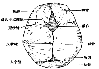 小儿推拿培训